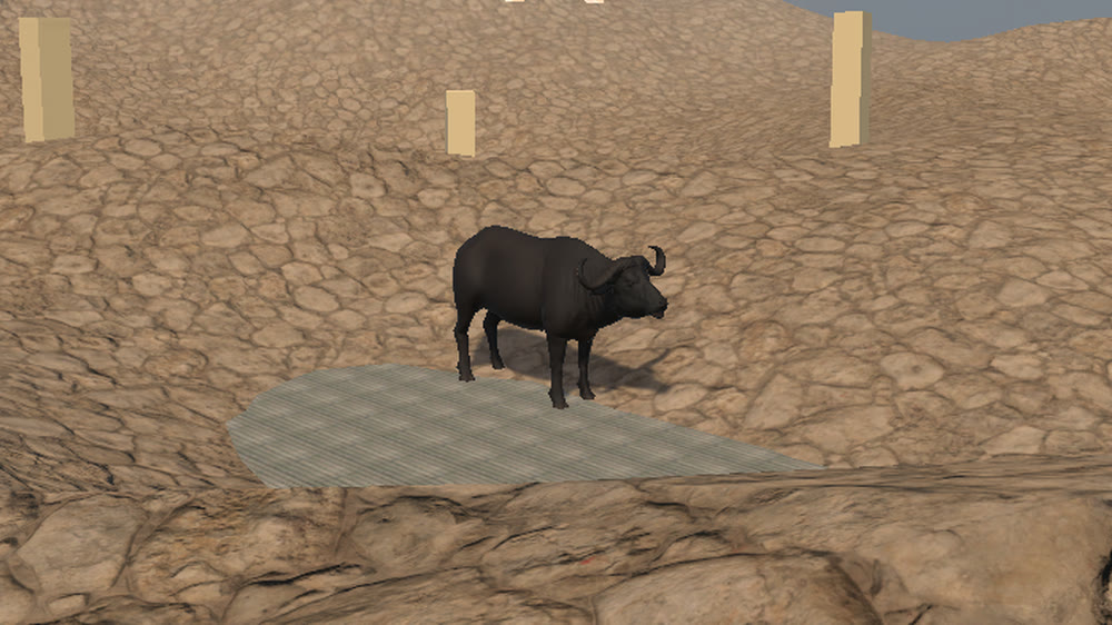 The Hajar Bull